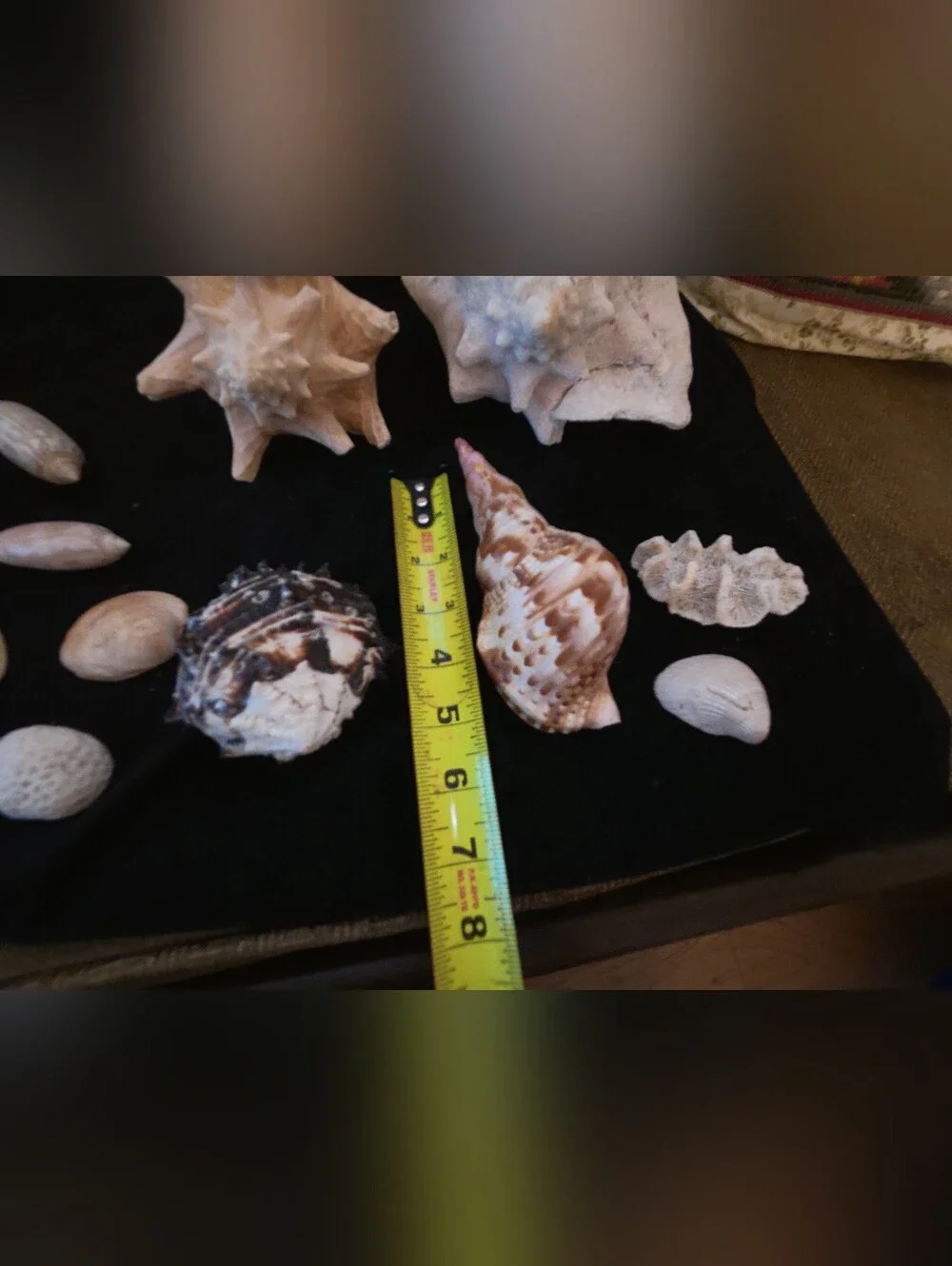 Assorted Natural Seashell Collection - Beige, Cream, Brown